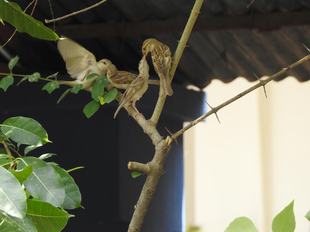 The Coral Tree Boutique Homestay Agra  Exterior photo